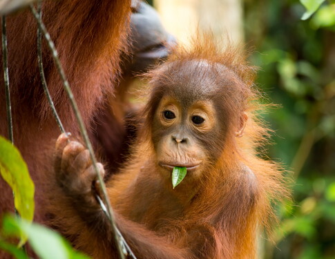 NEW:<BR>Witness the wildlife of Borneo